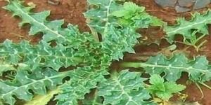 Bu bitki, safra kesesinde oluşan taşların düşürülmesi’nden