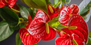 Kırmızı Antoryum: Her zaman çiçek açması ve parlak yaprakları olması için