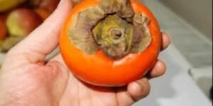 Cennet hurmasının bilinmeyen f’aydaları F’aydaları Say Say Bitmiyor