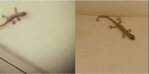 Biliyor muydunuz: Bir kertenkele evinize geldiğinde, iş’te bu bir i’şarettir..