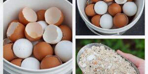 Doktorlar yumurta kabuklarını kaynatıp bunu m’utlaka yapın,
