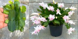 Yılbaşı çiçeğinize bunu yaparsanız aylarca çiçek açar ve coşar ta’rifi