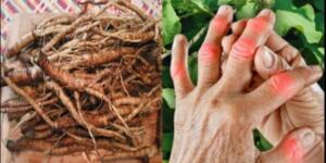 Bu bitki kanser hücrelerini y’ok ediyor! Kemoterapiden 100 kat daha etkili..T’arifi