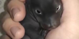 Terk edilmiş bir köpek yavrusu bulduğumu sanmıştım