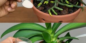 Orkide kökünün üzerine bir çorba kaşığı