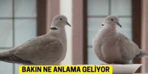 Ba’kınız ne anlama geliyor