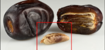 Çoğu insan gerçek değerini bilmeden hurma tohumlarını ç’öpe atar