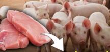 Domuz Etinin Haram Kılınmasının Meğer Asıl Sebebi Buymuş
