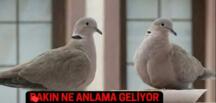 Balkona kumru konduysa! Ba’kınız ne anlama geliyormuş