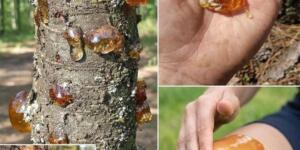 Çoğu insan bu reçineyi hafife alır, ta ki gücünü ve fı’yatını öğrenene kadar.