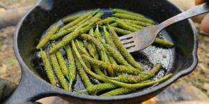 Çoğu kişi buna ot diyor ama bu bitki aslında gerçek bir ha zine….