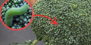 Brokoli temizliği konusunda yaygın yapılan hataları