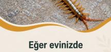 Eğer Evde kırkayak bulursanız iş’te bunun anlamı..